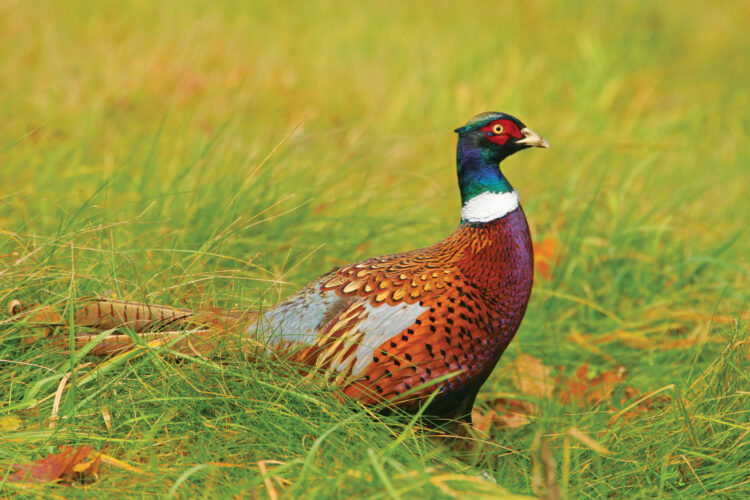 Ring-Necked Pheasant Facts